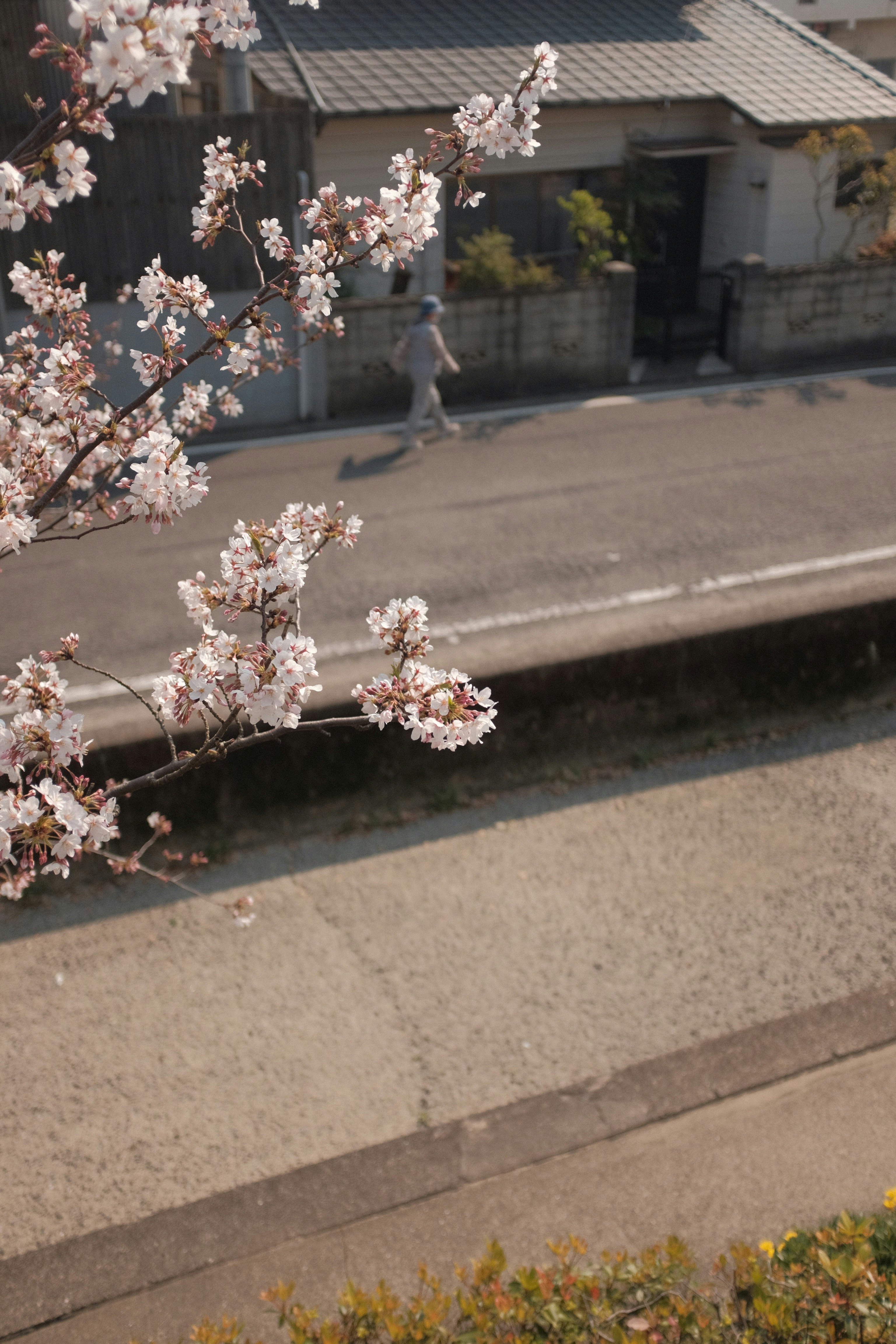 white flowers on gray concrete floor